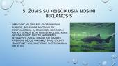 5 Įdomiausios žuvys pasaulyje 12 puslapis