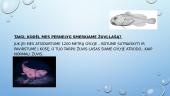 5 Įdomiausios žuvys pasaulyje 4 puslapis