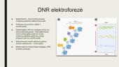DNR elektroforezė 5 puslapis