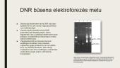 DNR elektroforezė 7 puslapis