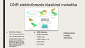 DNR elektroforezė 9 puslapis