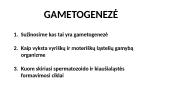 Gametogenezė (skaidrės)