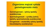 Gametogenezė (skaidrės) 2 puslapis