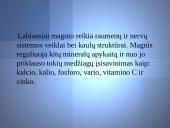 Magnis - skaidrės 5 puslapis
