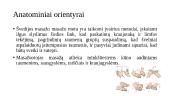 Švediškas masažas 8 puslapis