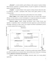 Marketingo veiklos strateginis planavimas: UAB "Liepa" 7 puslapis
