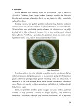 Medicinos revoliucija 13 puslapis