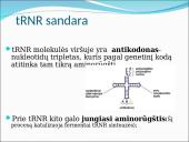 Baltymų sintezė. Skaidrės 11 puslapis
