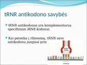 Baltymų sintezė. Skaidrės 12 puslapis