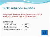 Baltymų sintezė. Skaidrės 13 puslapis