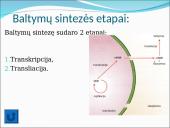 Baltymų sintezė. Skaidrės 14 puslapis