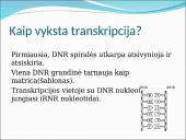 Baltymų sintezė. Skaidrės 16 puslapis