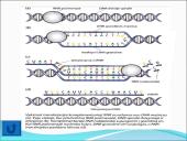 Baltymų sintezė. Skaidrės 18 puslapis