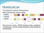 Baltymų sintezė. Skaidrės 19 puslapis