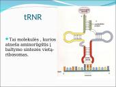 Baltymų sintezė. Skaidrės 9 puslapis