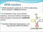 Baltymų sintezė. Skaidrės 10 puslapis