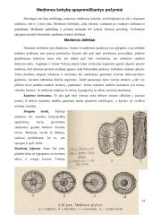 Mediena. Medienos gaminiai 14 puslapis