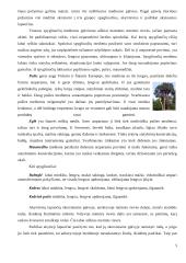 Mediena. Medienos gaminiai 5 puslapis