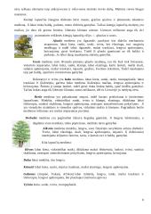 Mediena. Medienos gaminiai 6 puslapis