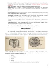 Mediena. Medienos gaminiai 7 puslapis