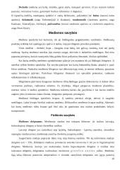 Mediena. Medienos gaminiai 10 puslapis