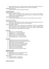 Raumuo. Anatomija 4 puslapis