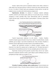 Medinės, plieninės ir kitos retos užtvankos 14 puslapis
