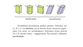 Prizmė. Prizmės paviršiaus plotas ir tūris 5 puslapis