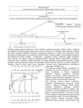 Mikrobiologiniai procesai buitinėse nuotekose 3 puslapis