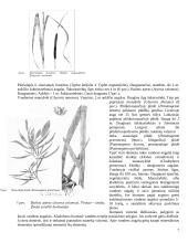 Mikrobiologiniai procesai buitinėse nuotekose 7 puslapis