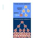 Vėžinės ląstelės (skaidrės) 6 puslapis