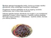 Vėžinės ląstelės (skaidrės) 8 puslapis