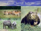 Miškai ir saugomos teritorijos Kupiškio miškų urėdijoje 7 puslapis