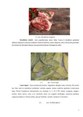 Salotos su kiaulienos mente. Technologijų mokyklinio brandos egzamino darbo aprašas 15 puslapis