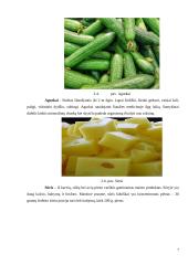 Salotos su kiaulienos mente. Technologijų mokyklinio brandos egzamino darbo aprašas 16 puslapis