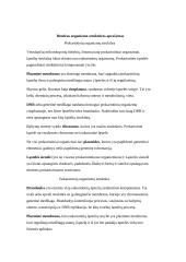 Prokariotinių ir eukariotinių organizmų palyginimas  3 puslapis