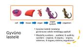 Apibendrinimas. Nuo ląstelės iki organizmo 3 puslapis