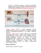 Centrinės nervų sistemos konspektas 3 puslapis
