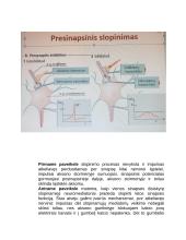Centrinės nervų sistemos konspektas 8 puslapis