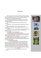 Organinės ir neorganinės kilmės narkotikai 20 puslapis