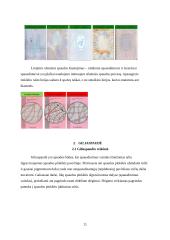 Ofsetinė spauda ir jos klastojimo būdai 10 puslapis