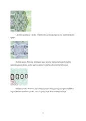 Ofsetinė spauda ir jos klastojimo būdai 8 puslapis