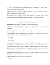 Konspektas apie Viduramžius, Antiką ir Renesansą 2 puslapis