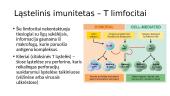Imuninė sistema. Ląstelinis ir Humoralinis imunitetai. Skiepai 9 puslapis
