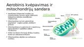 Anaerobinis ir Aerobinis kvėpavimas 11 puslapis
