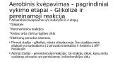 Anaerobinis ir Aerobinis kvėpavimas 12 puslapis