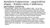 Anaerobinis ir Aerobinis kvėpavimas 13 puslapis