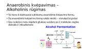 Anaerobinis ir Aerobinis kvėpavimas 7 puslapis