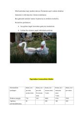 Verslo planas - kaimo turizmo sodyba 10 puslapis