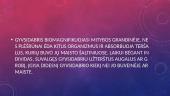 Gyvsidarbris 7 puslapis